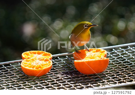 美味しいミカンを食べる可愛いメジロ 127591792