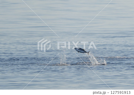 red tuna jumping outside the sea while hunting red tuna jumping outside the sea while hunting 127591913
