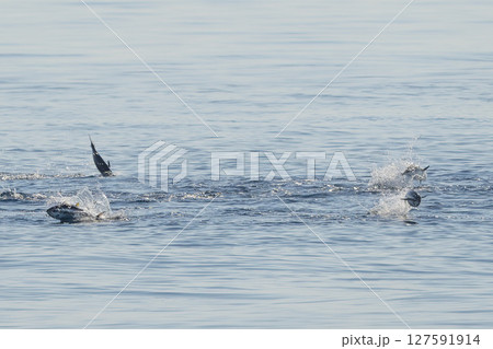 red tuna jumping outside the sea while hunting red tuna jumping outside the sea while hunting 127591914