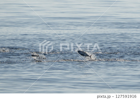 red tuna jumping outside the sea while hunting 127591916