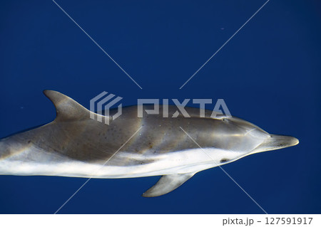 striped dolphin jswimming under the boat prow bowing striped dolphin jswimming under the boat prow bowing 127591917