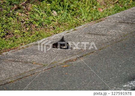 側溝から顔を出す可愛い黒猫 127591978