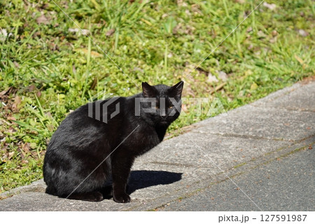 側溝から顔を出す可愛い黒猫 127591987