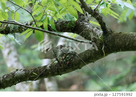 求愛給餌の餌を運ぶコサメビタキ 求愛給餌の餌を運ぶコサメビタキ 127591992