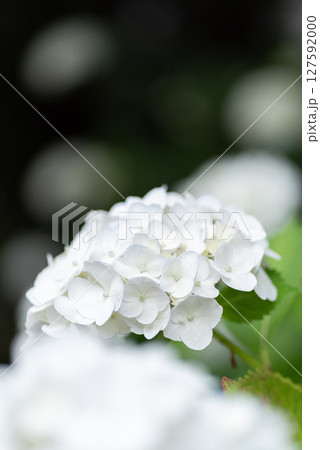 白い紫陽花 白い紫陽花 127592000