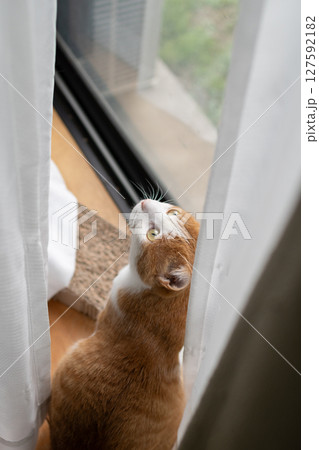窓辺の可愛い猫　茶トラ白 127592182