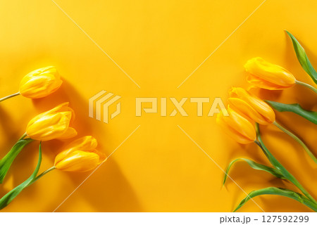 Fresh Bouquet of Yellow Tulips on Vibrant Yellow Background with Copy Space 127592299