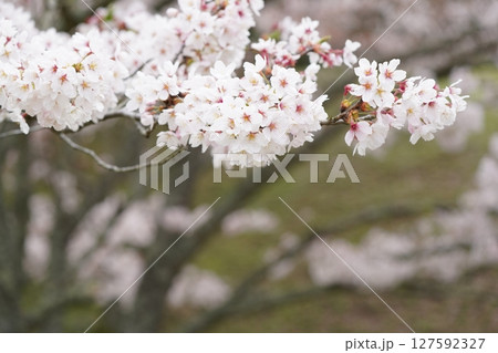 満開になった桜の木 満開になった桜の木 127592327