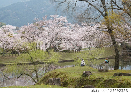 満開になった桜の木 127592328