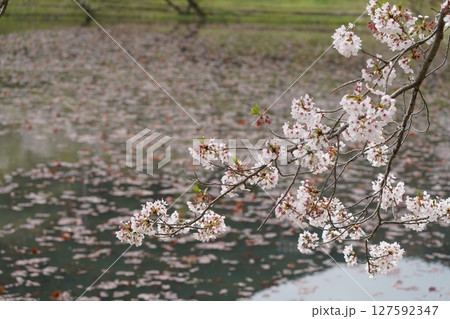 満開になった桜の木 満開になった桜の木 127592347