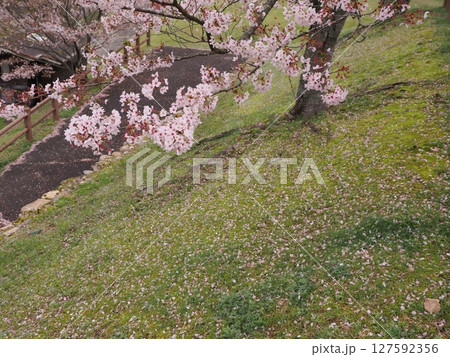 満開になった桜の木 127592356