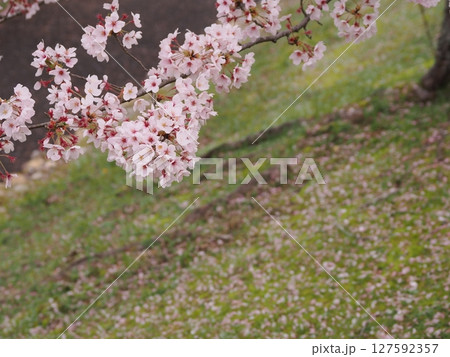 満開になった桜の木 127592357