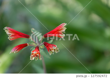 原種 アルストロメリア02 127592472