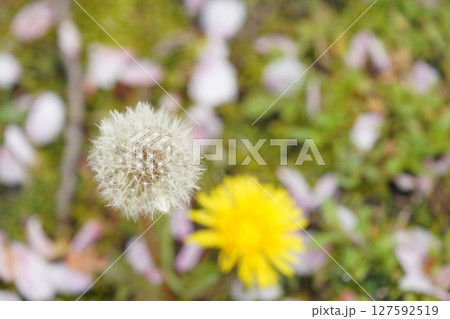 芝生に落ちた桜の花びら 127592519