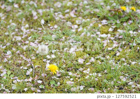 芝生に落ちた桜の花びら 127592521