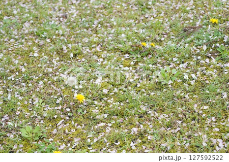 芝生に落ちた桜の花びら 127592522