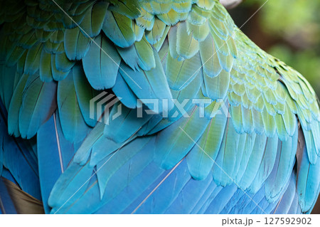 美しい翼のコンゴウインコ 127592902