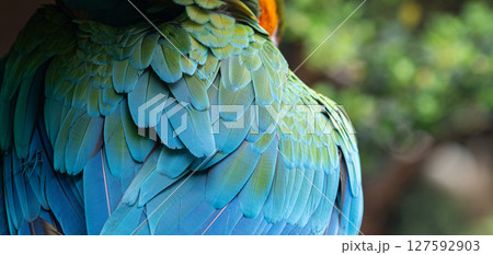 美しい翼のコンゴウインコ 127592903