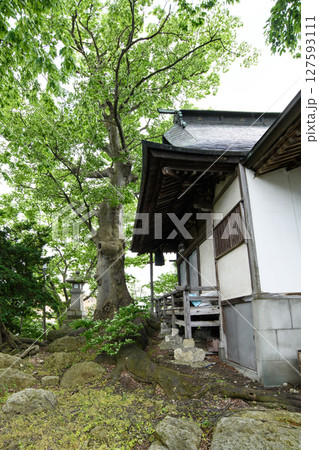 愛宕神社としっかり根を張るケヤキの御神木 天然記念物 山形県 愛宕神社としっかり根を張るケヤキの御神木 天然記念物 山形県 127593111