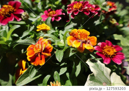 暑さに強い夏の花ジニア 127593203