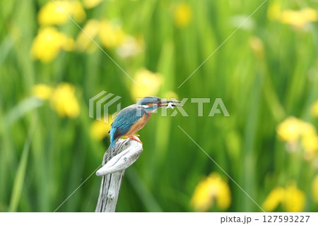 カワセミ 127593227