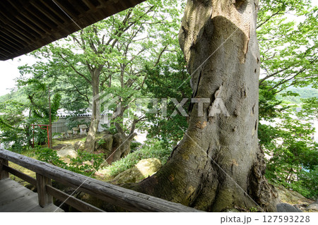 岩塊上に建つ愛宕神社ケヤキの巨樹　天然記念物　山形県 127593228