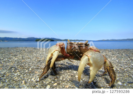 瀬戸内海とクロベンケイガニ 127593286