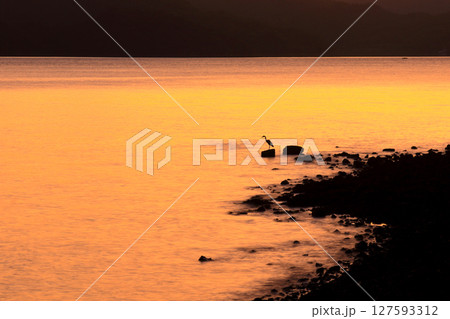 夕暮れ時の浜辺で獲物を狙うアオサギ 127593312