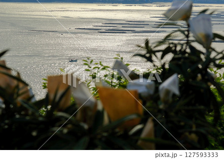大芝島から牡蠣筏が浮かぶ三津口湾を望む 大芝島から牡蠣筏が浮かぶ三津口湾を望む 127593333