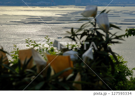 大芝島から牡蠣筏が浮かぶ三津口湾を望む 大芝島から牡蠣筏が浮かぶ三津口湾を望む 127593334