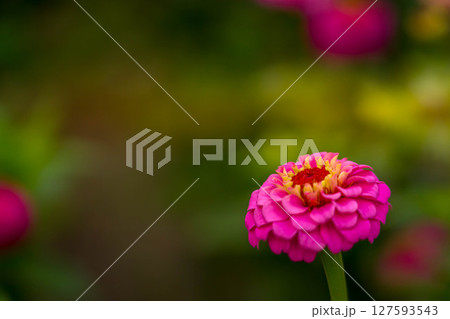 真夏の花～百日草～ 127593543