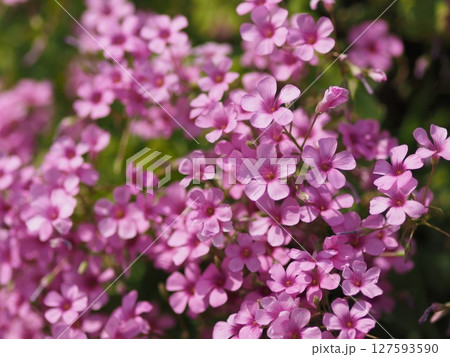 可愛いピンクの花 127593590