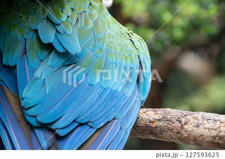 美しい翼のコンゴウインコ 127593625