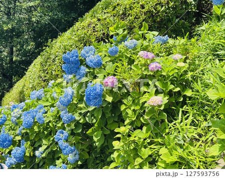 斜面に咲く紫陽花 127593756