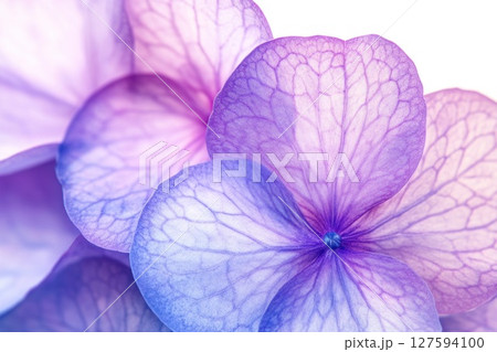 Close up urple hydrangea petals. 127594100