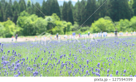 咲き始めたラベンダー園　秋田県美郷町　 127594399