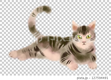 一隻棕色的虎斑貓看著我 一隻棕色的虎斑貓看著我 127594491