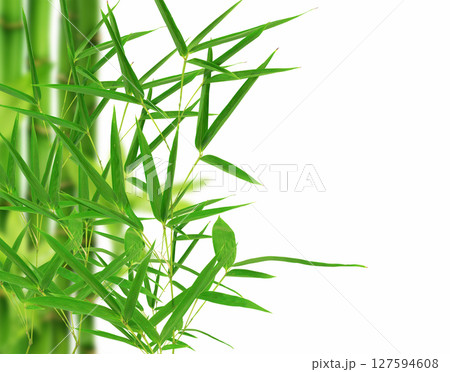 Bamboo leaves on white background  127594608