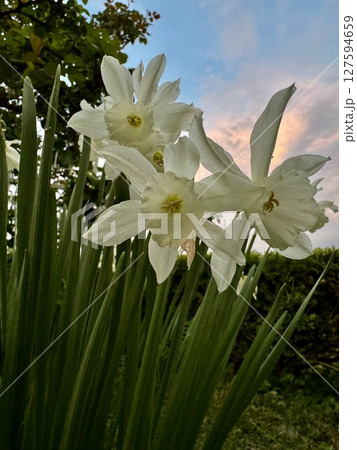 白い水仙の花越しに見えるピンク色の夕焼け空 白い水仙の花越しに見えるピンク色の夕焼け空 127594659