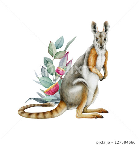 Wallaby with eucalyptus floral decor watercolor illustration. Petrogale xanthopus Australian kangaroo native marsupial mammal. Hand drawn yellow-footed rock wallaby with gum-tree flower decoration Wallaby with eucalyptus floral decor watercolor illustration. Petrogale xanthopus Australian kangaroo native marsupial mammal. Hand drawn yellow-footed rock wallaby with gum-tree flower decoration 127594666