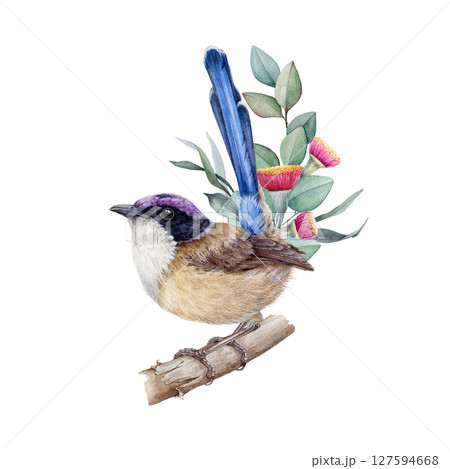 Fairy wren bird with eucalyptus floral decoration watercolor painted illustration. Realistic Australian native bird perched on gum-tree twig with flowers. Purple-crowned fairy wren with flower decor 127594668