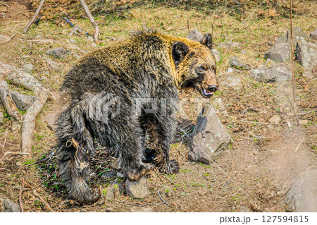 北海道・知床の野生ヒグマの姿 127594815