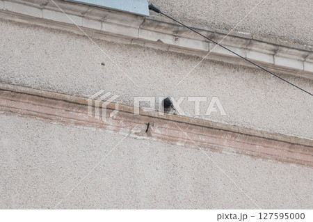 Pigeon Perched on a Textured Beige Building Ledge with Dark Wood Trim, Urban Wildlife Photography, Natural Light. Pigeon Perched on a Textured Beige Building Ledge with Dark Wood Trim, Urban Wildlife Photography, Natural Light. 127595000