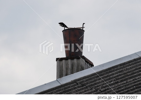 Two Black Cormorants Perched on a Weathered Rusty Chimney Pot on a Gray Corrugated Iron Roof, Dramatic Sky. Two Black Cormorants Perched on a Weathered Rusty Chimney Pot on a Gray Corrugated Iron Roof, Dramatic Sky. 127595007