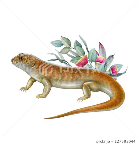 Great desert skink with eucalyptus floral decoration hand drawn illustration. Liopholis kintorei Australia native bright reptile. Australian endemic desert lizard with gum-tree decor 127595044