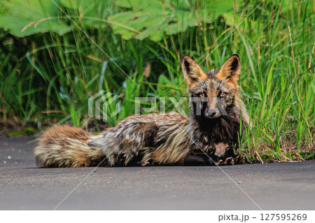 北の大地に現れた幻の十字狐 北の大地に現れた幻の十字狐 127595269