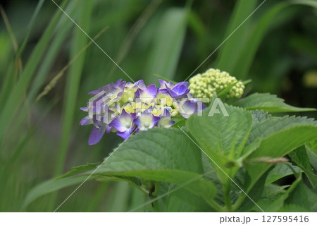 紫陽花の花 紫陽花の花 127595416