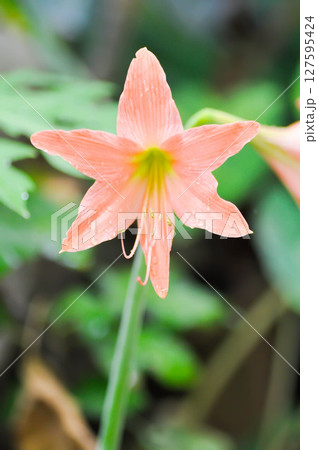 Hippeastrum puniceum , Barbados lily or AMARYLLIDACEAE and rain drop 127595424