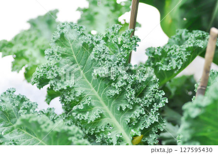 Kale , Brassicaceae or Brassica Oleracea plant Kale , Brassicaceae or Brassica Oleracea plant 127595430