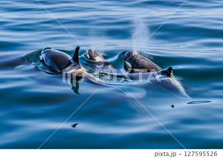北の海の王者・シャチの家族 127595526